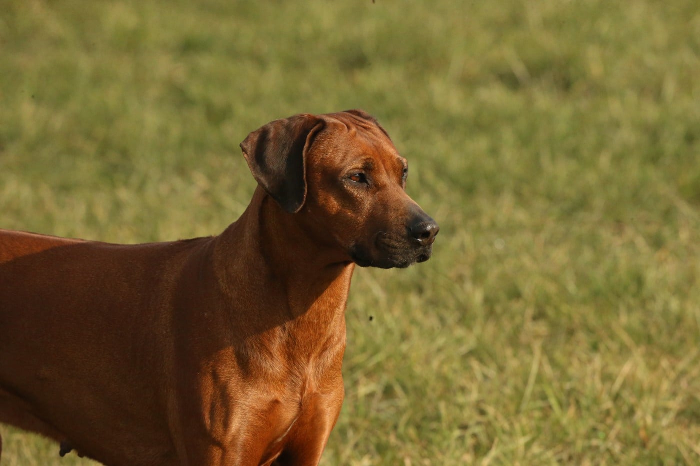 Publication : du Royaume de l'Espina Auteur : Graizely Sylvia