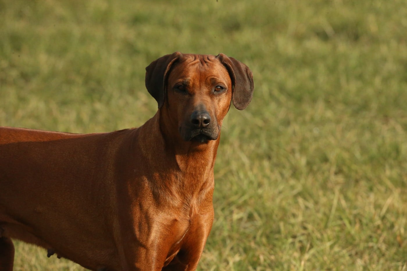 Publication : du Royaume de l'Espina Auteur : Graizely Sylvia