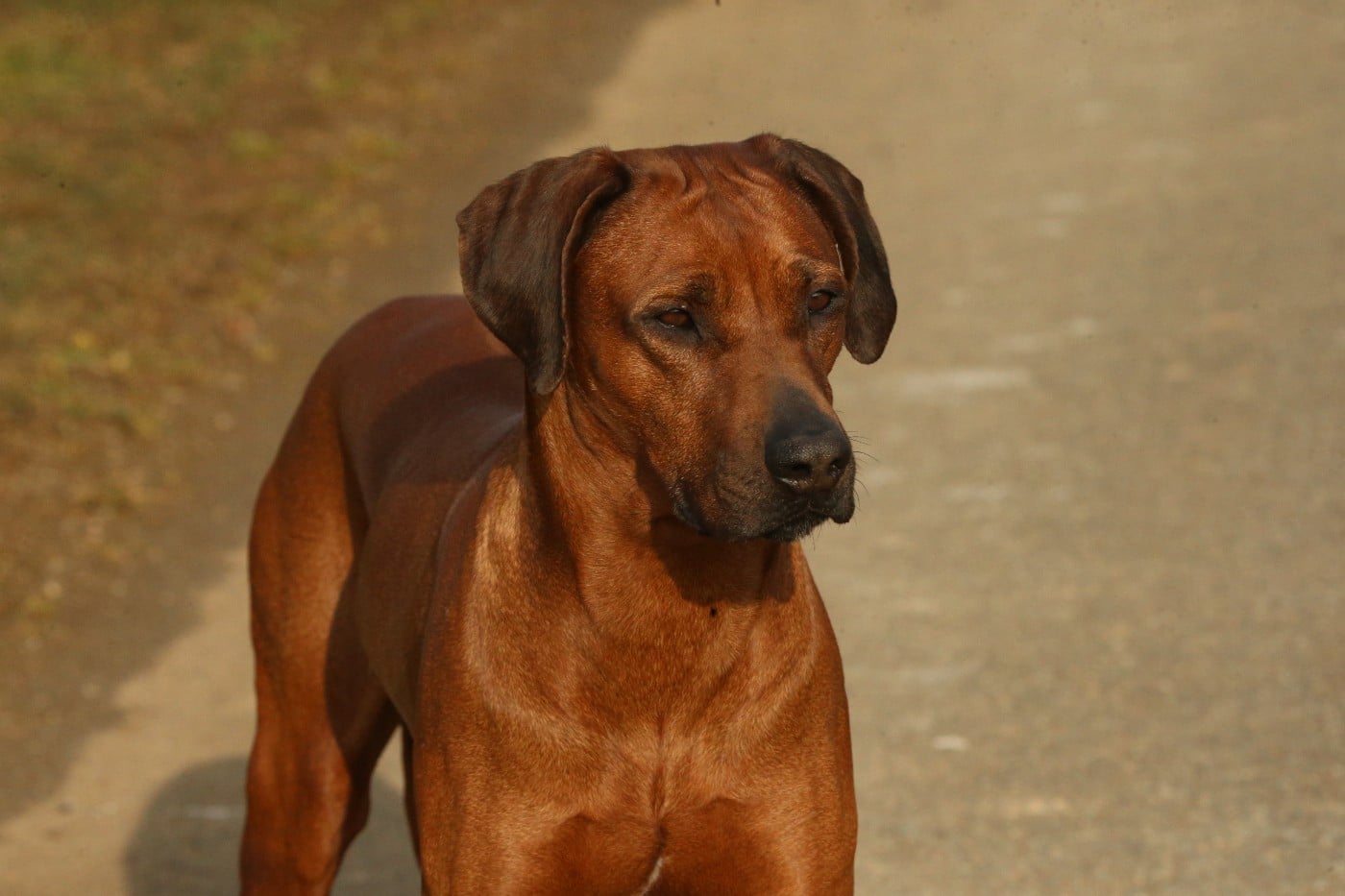 Publication : du Royaume de l'Espina Auteur : Graizely Sylvia