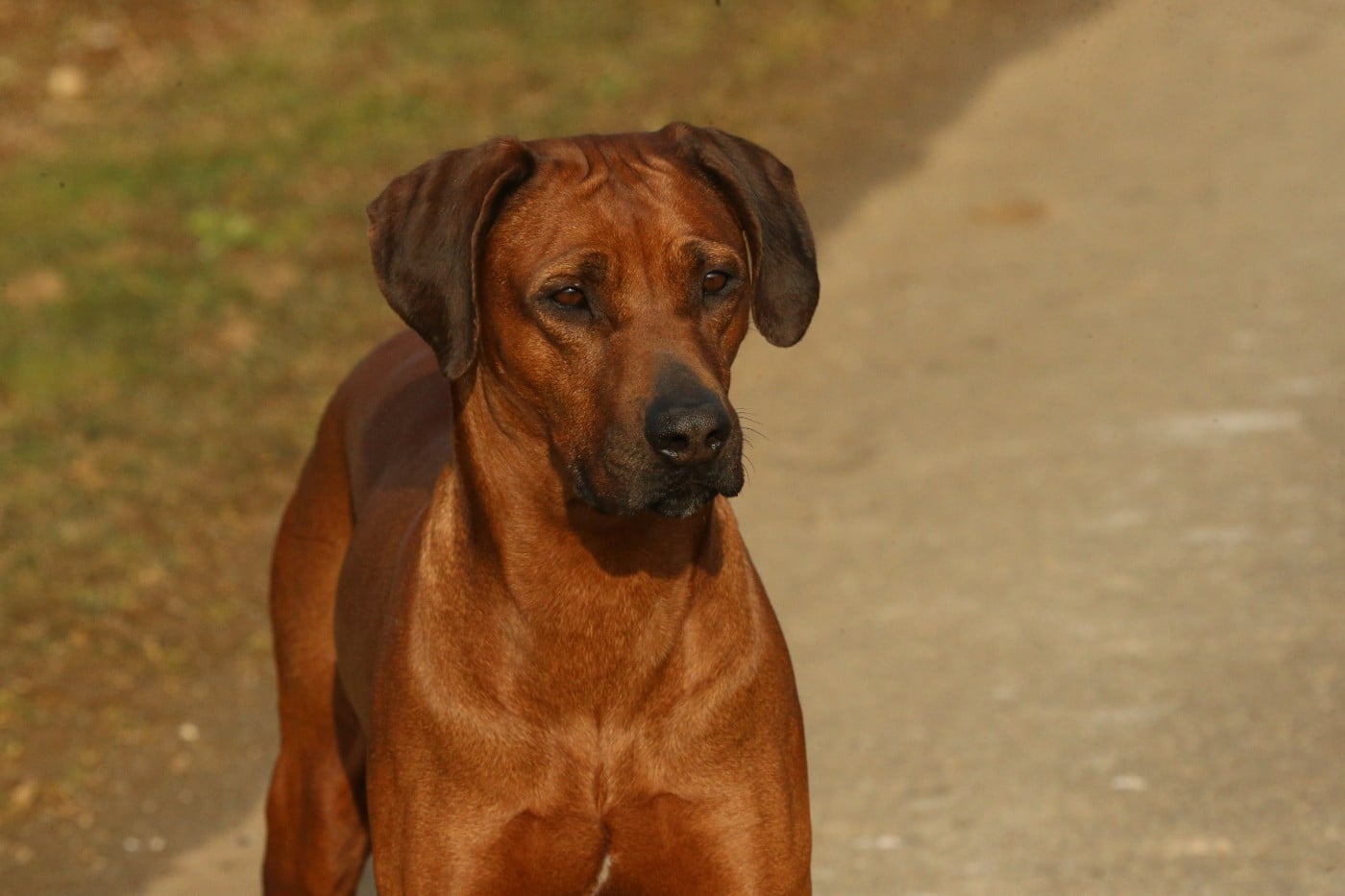 Publication : du Royaume de l'Espina Auteur : Graizely Sylvia