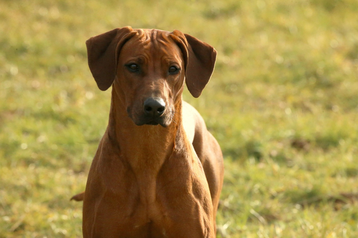 Azzah shani du Royaume de l'Espina