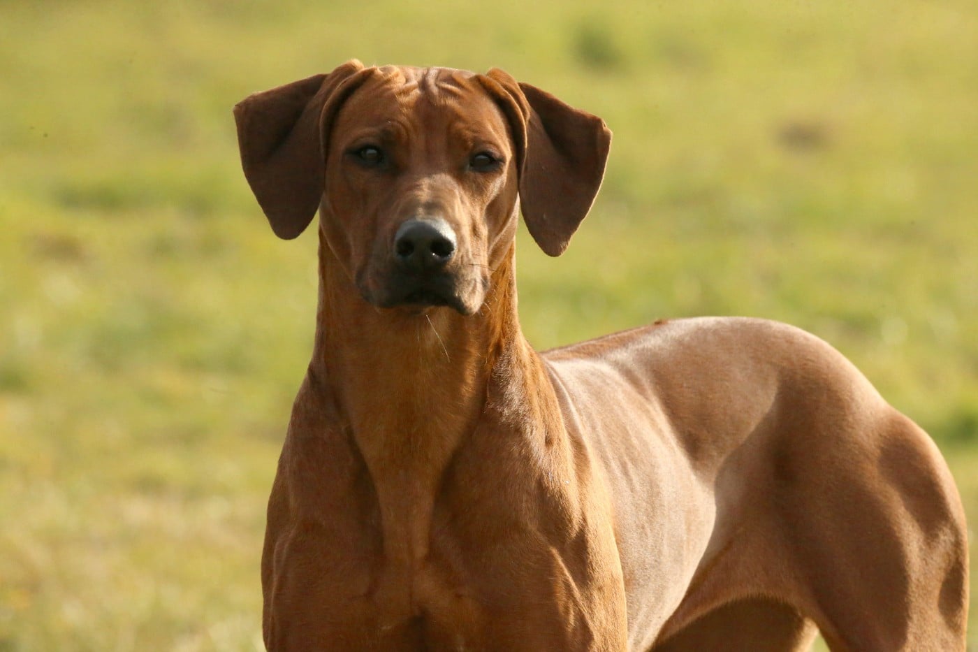 Azzah shani du Royaume de l'Espina