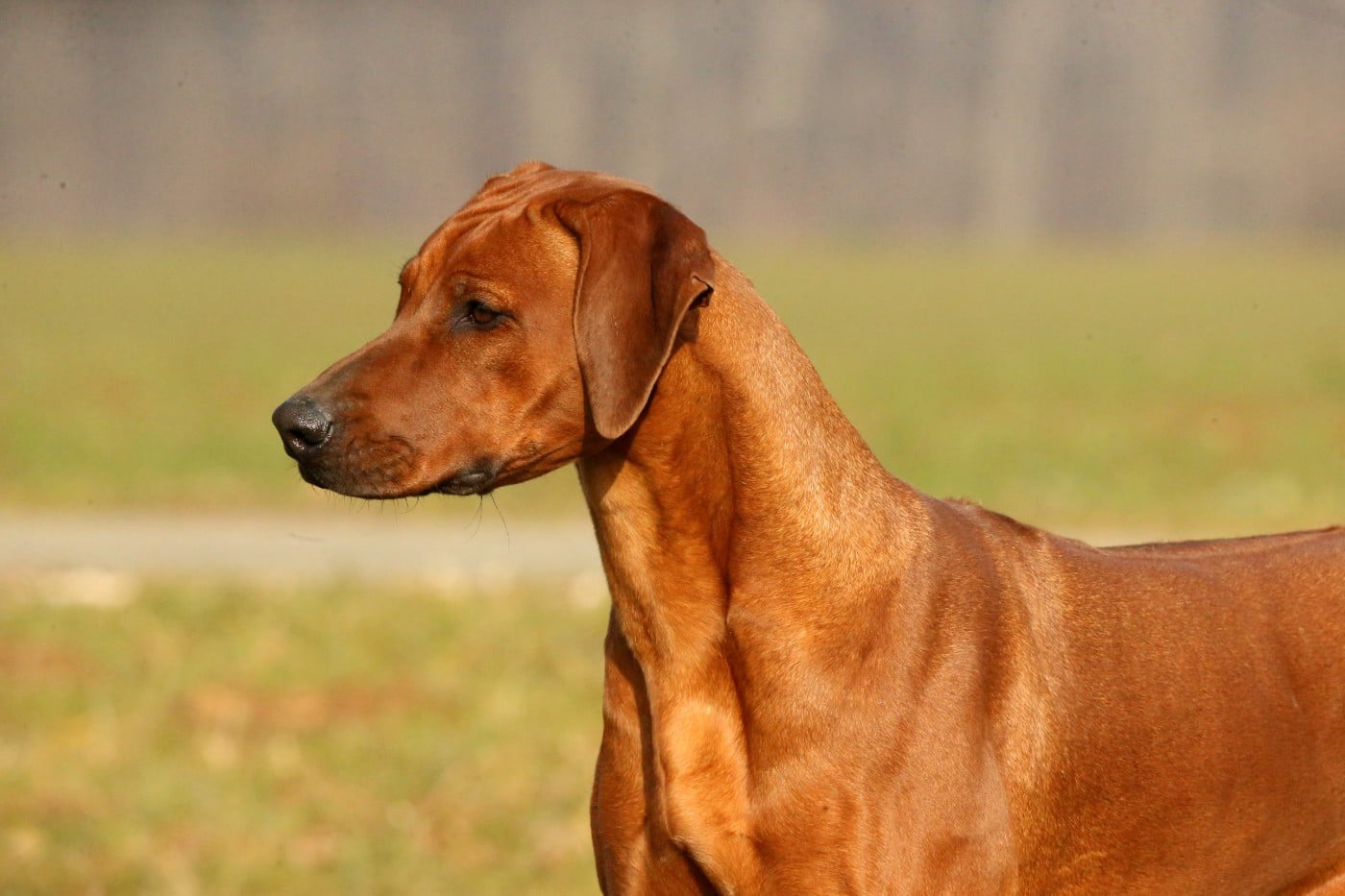 Azzah shani du Royaume de l'Espina