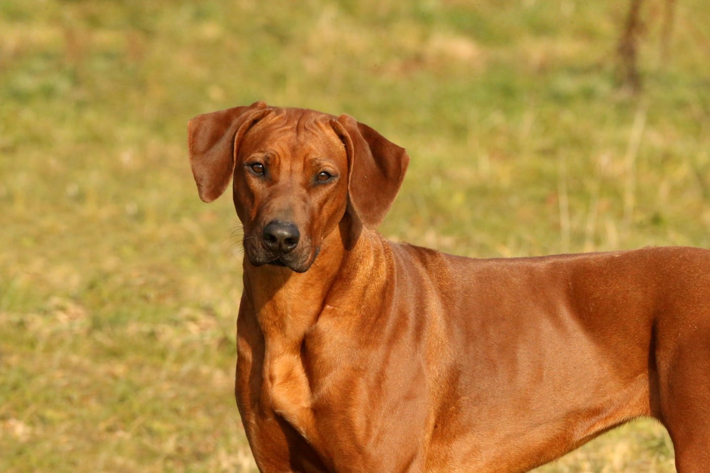 Azzah shani du Royaume de l'Espina