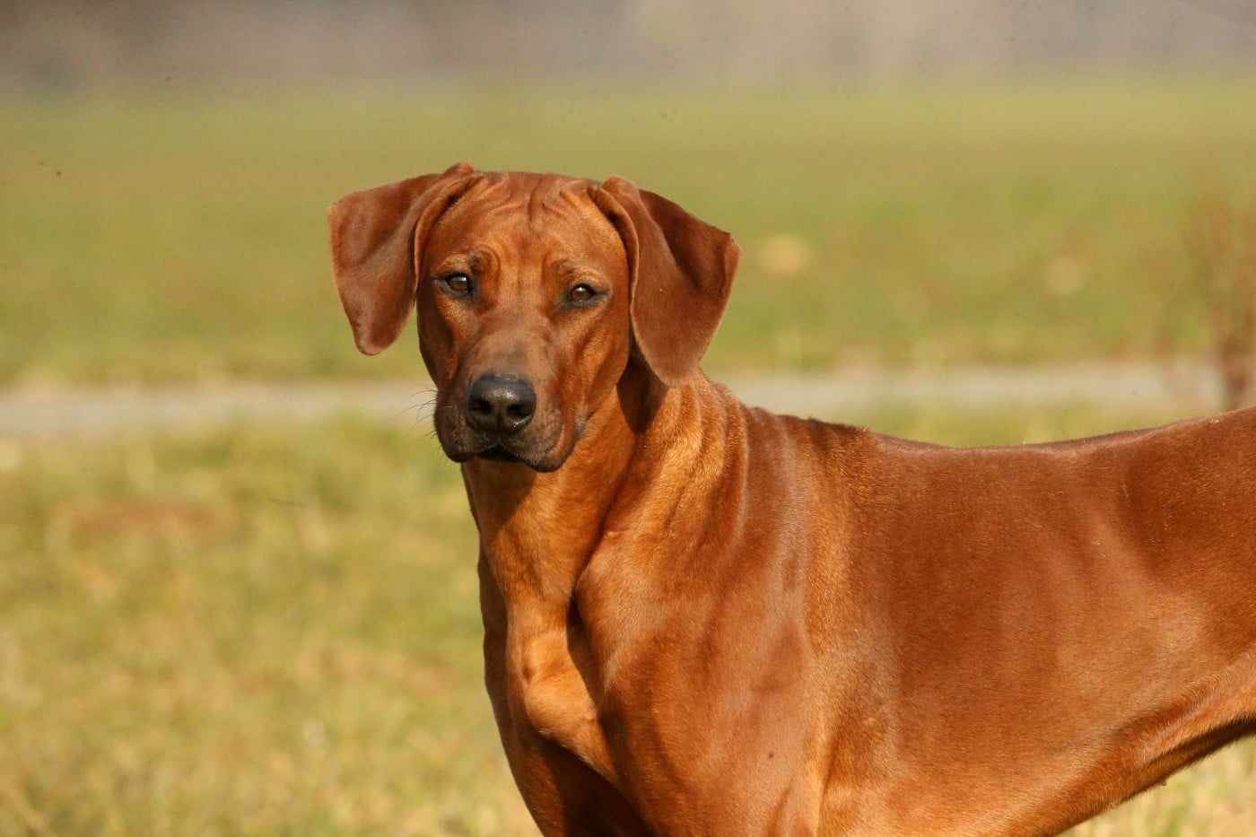 Azzah shani du Royaume de l'Espina