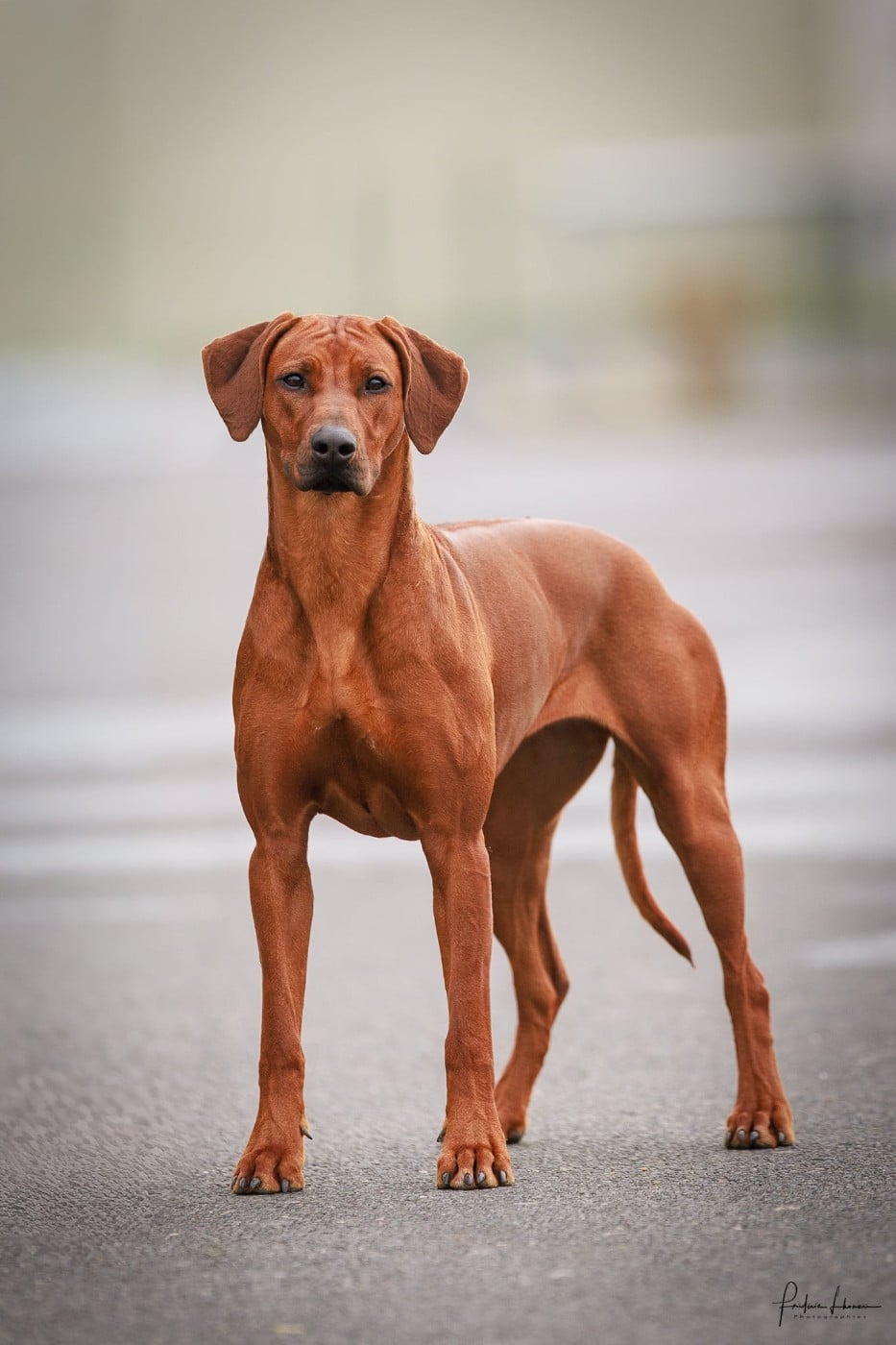 Azzah shani du Royaume de l'Espina