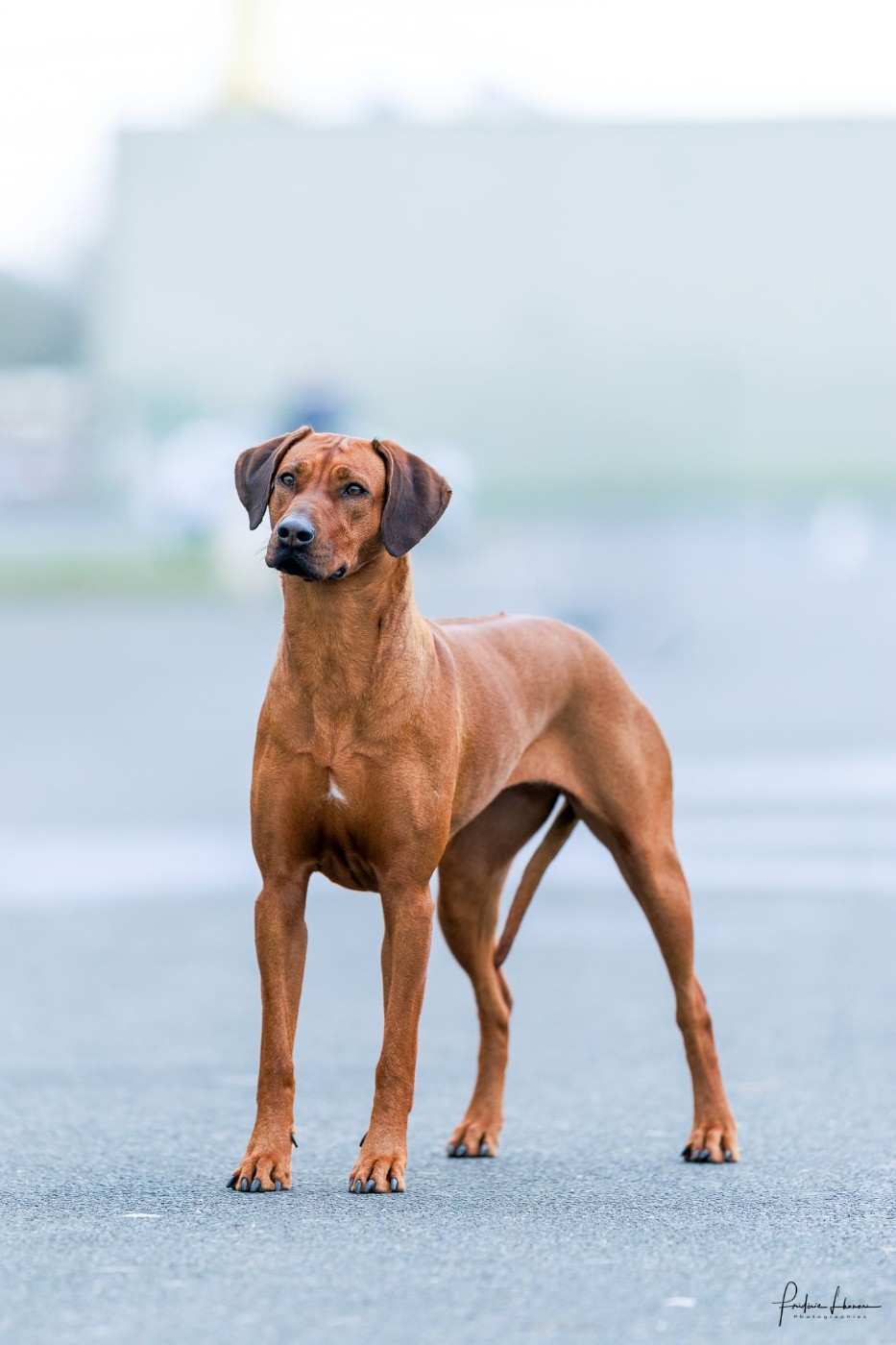 Uheri yefa dja du Royaume de l'Espina