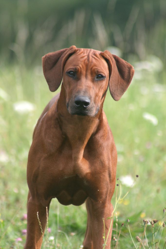 Azzah shani du Royaume de l'Espina