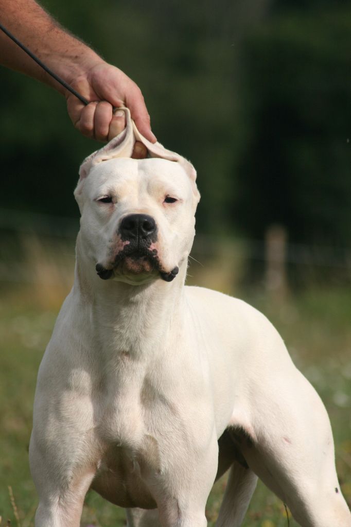 Victoria blanca du Royaume de l'Espina