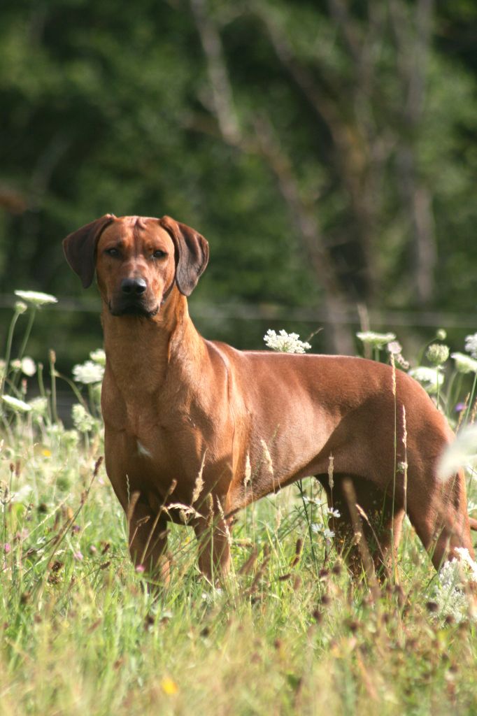 Uheri yefa dja du Royaume de l'Espina