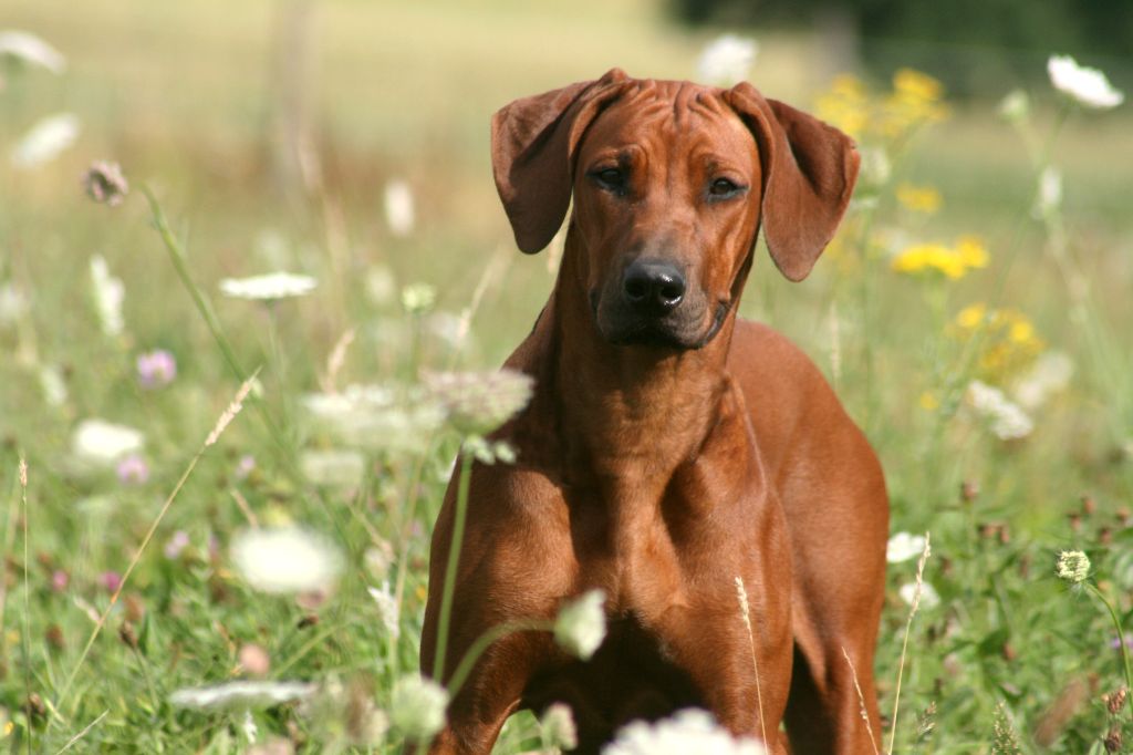 Azzah shani du Royaume de l'Espina