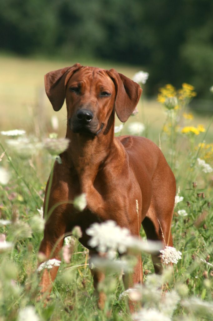 Azzah shani du Royaume de l'Espina