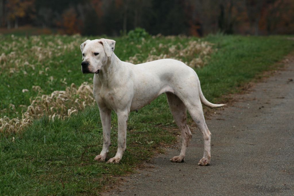 Ibera asesino silencioso