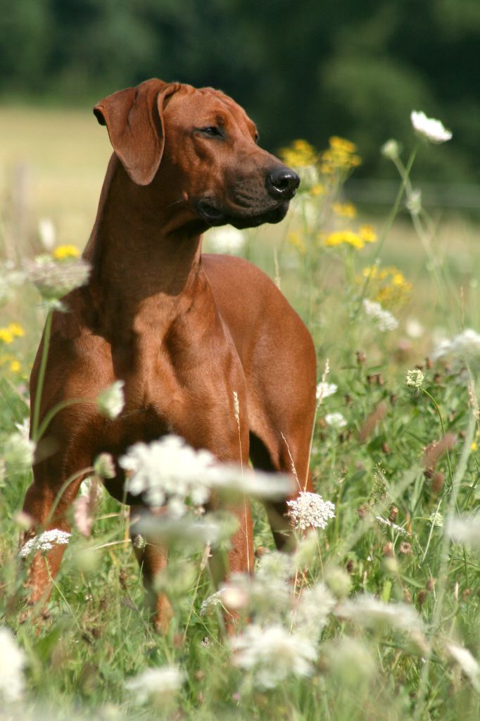 Azzah shani du Royaume de l'Espina