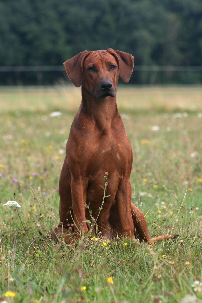 Azzah shani du Royaume de l'Espina