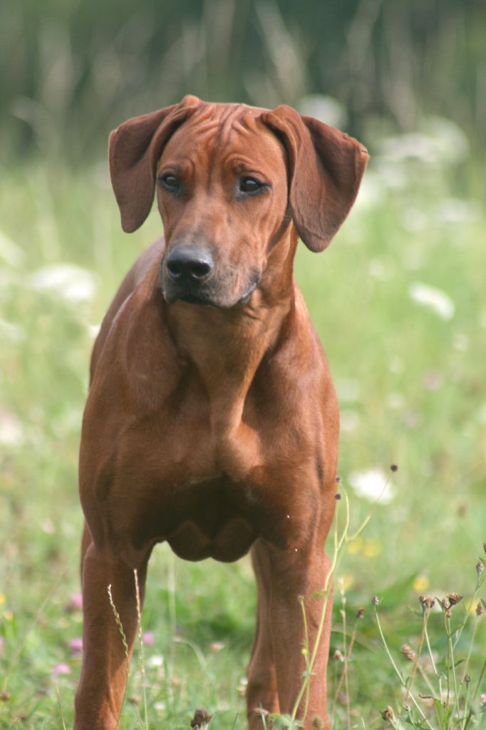 Azzah shani du Royaume de l'Espina