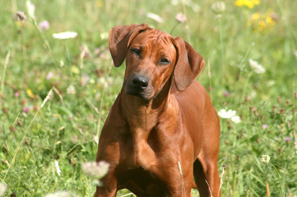 Azzah shani du Royaume de l'Espina