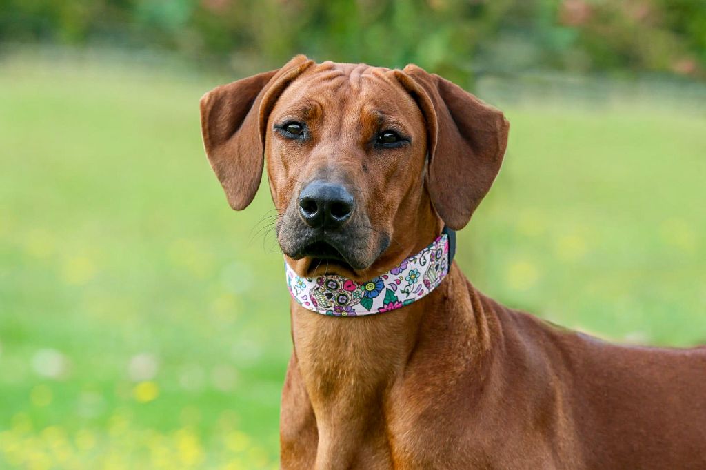 Azzah shani du Royaume de l'Espina