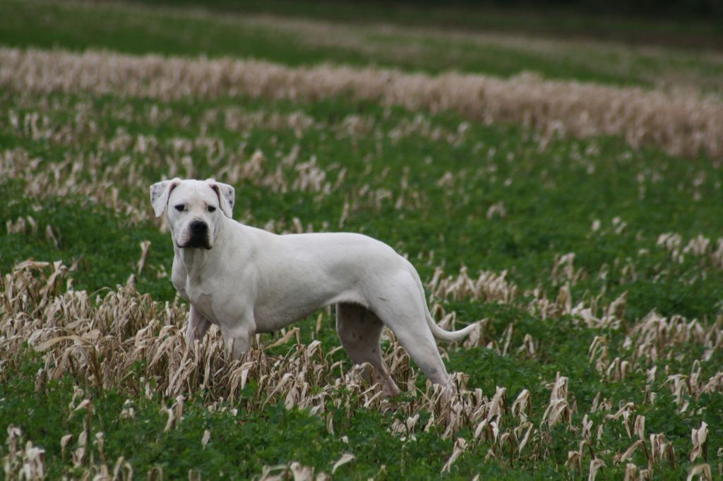 Ibera asesino silencioso