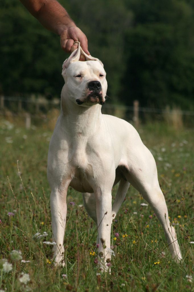 Victoria blanca du Royaume de l'Espina