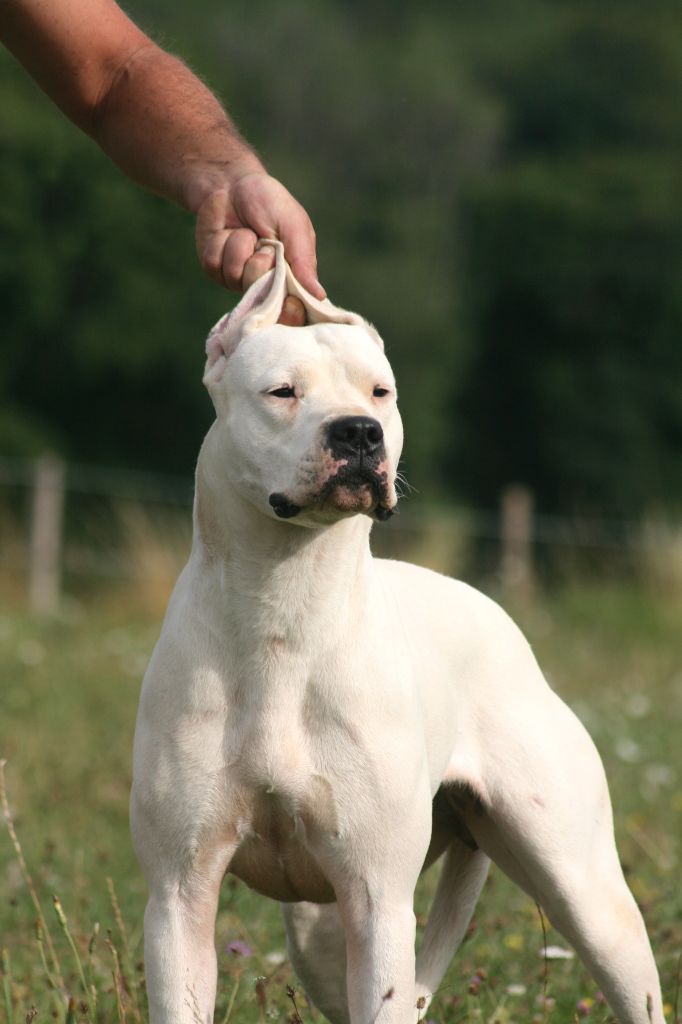 Victoria blanca du Royaume de l'Espina