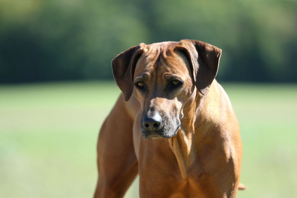 CH. Namazzi tendaji du Royaume de l'Espina