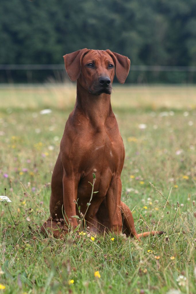 Azzah shani du Royaume de l'Espina