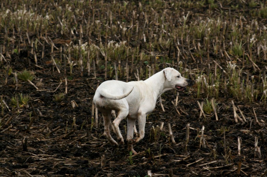 Ibera asesino silencioso