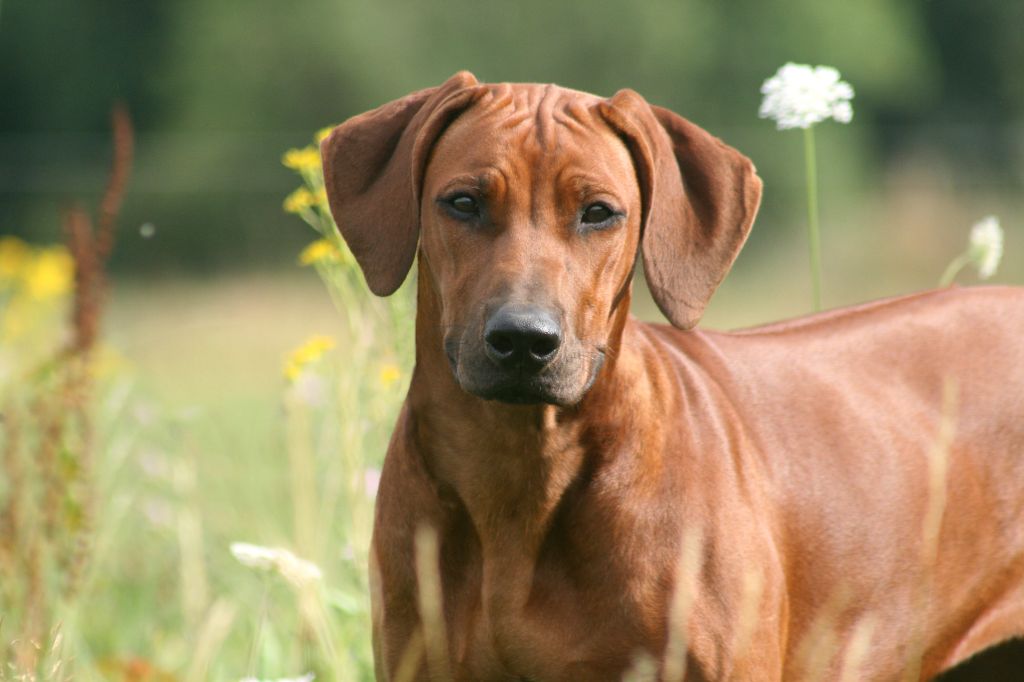 Azzah shani du Royaume de l'Espina