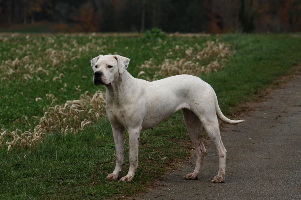 Ibera asesino silencioso