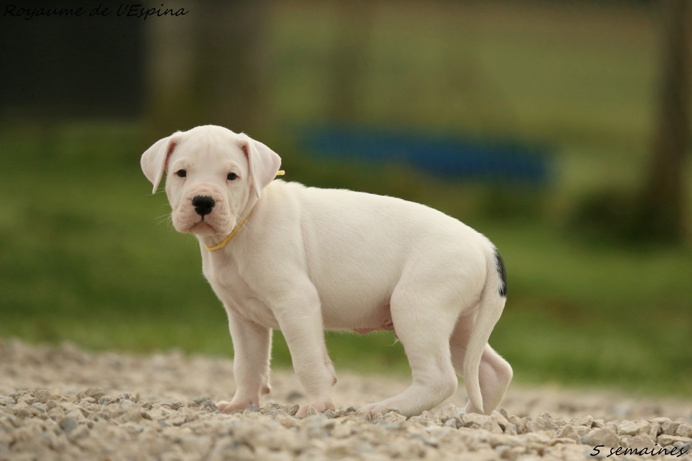 Atlas du Royaume de l'Espina