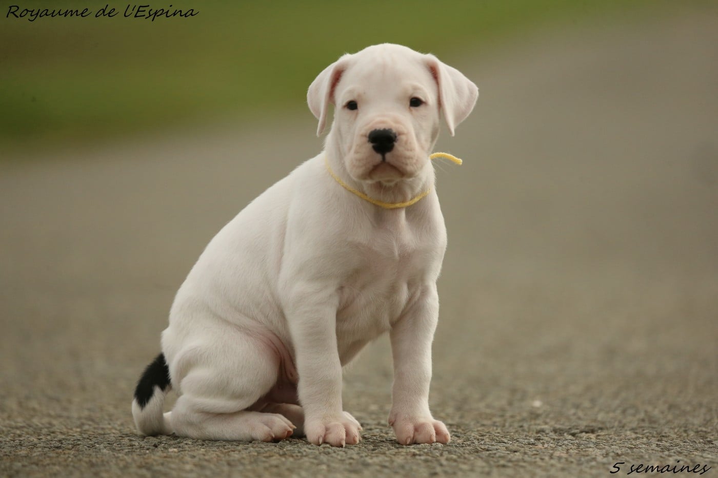 Atlas du Royaume de l'Espina