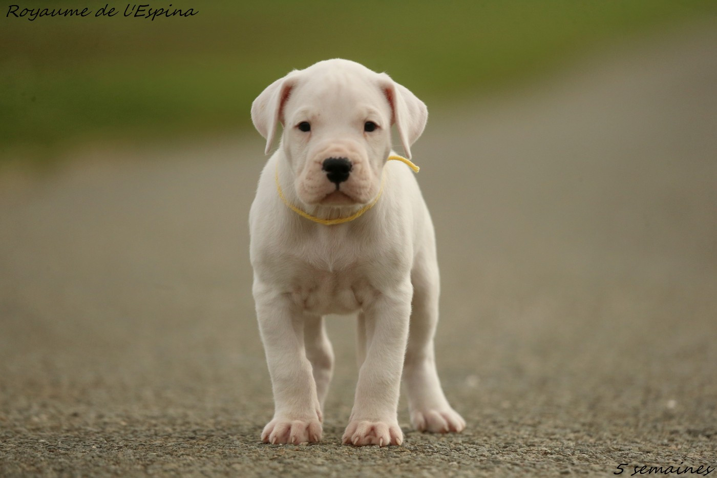 Atlas du Royaume de l'Espina