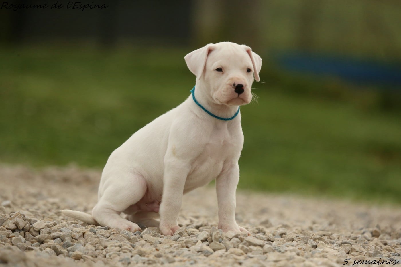 Api Rogou du Royaume de l'Espina