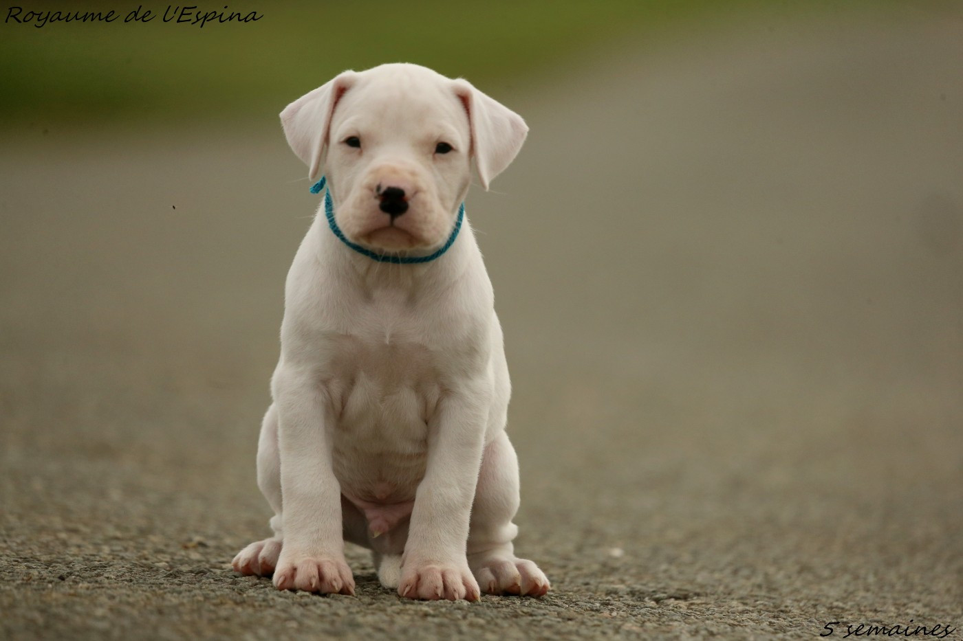 Api Rogou du Royaume de l'Espina