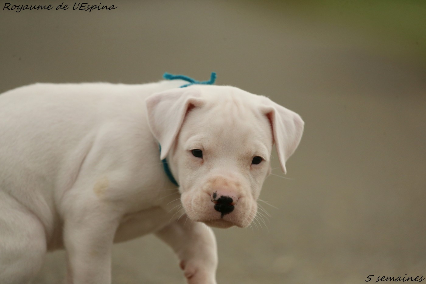 Api Rogou du Royaume de l'Espina