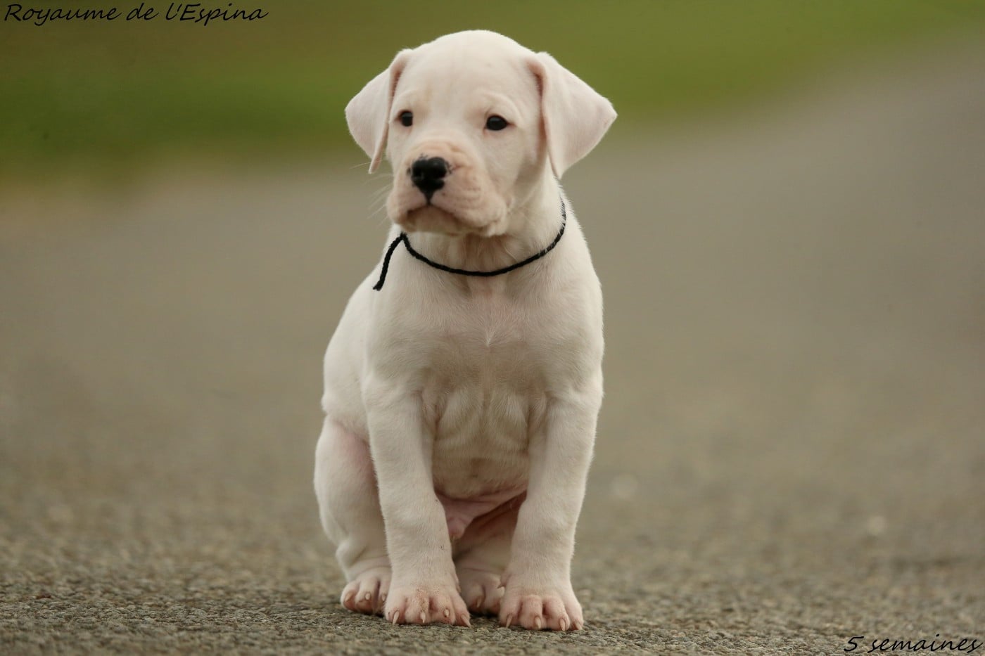 Arkan du Royaume de l'Espina