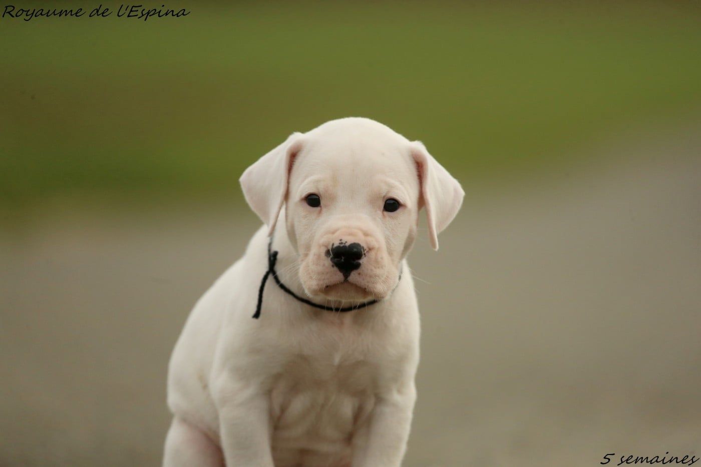 Arkan du Royaume de l'Espina