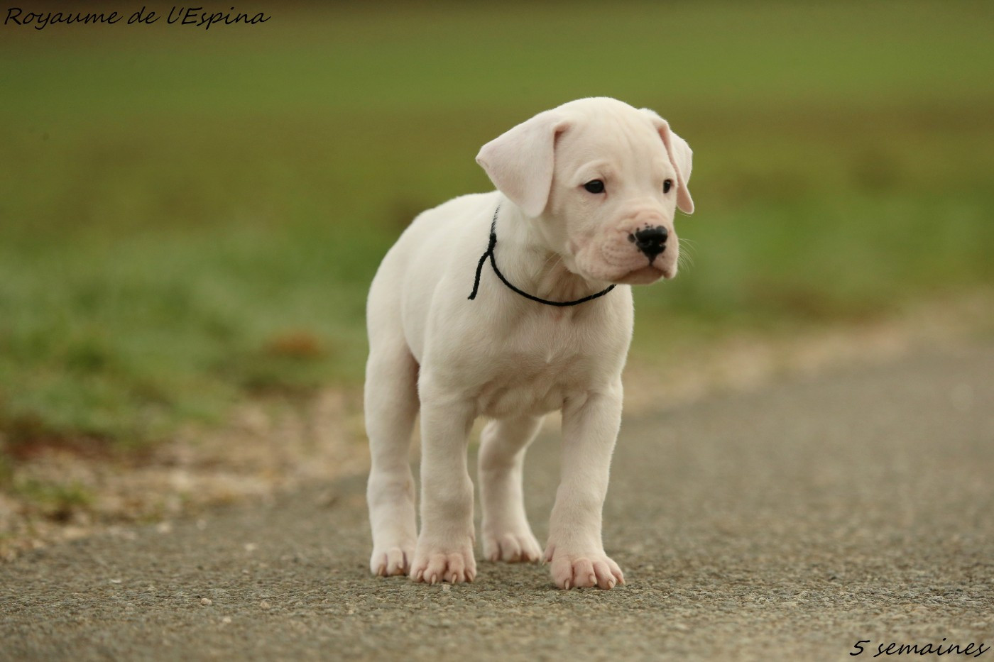Arkan du Royaume de l'Espina