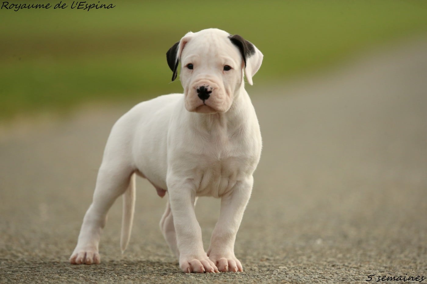 Ace du Royaume de l'Espina