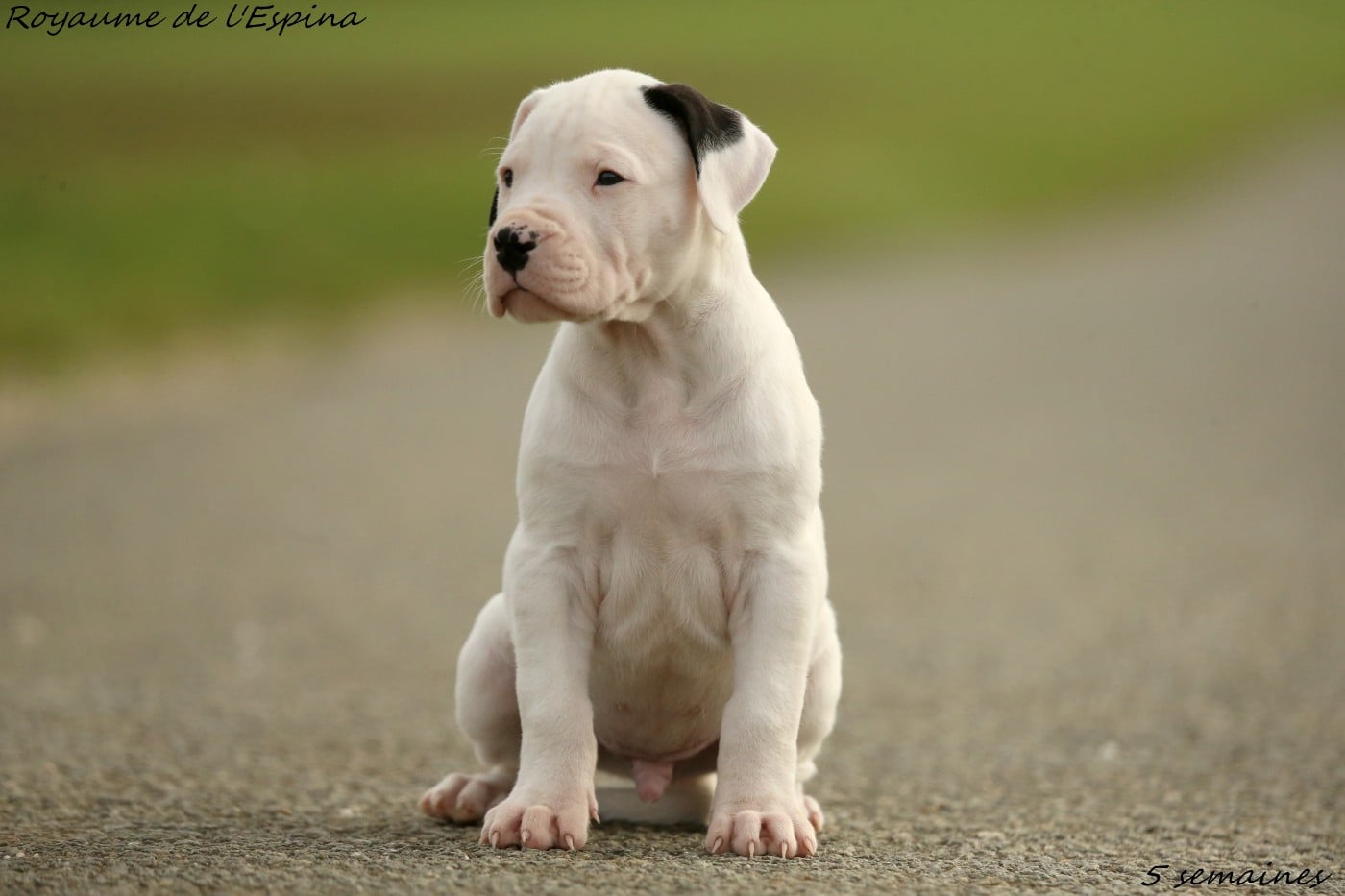 Ace du Royaume de l'Espina