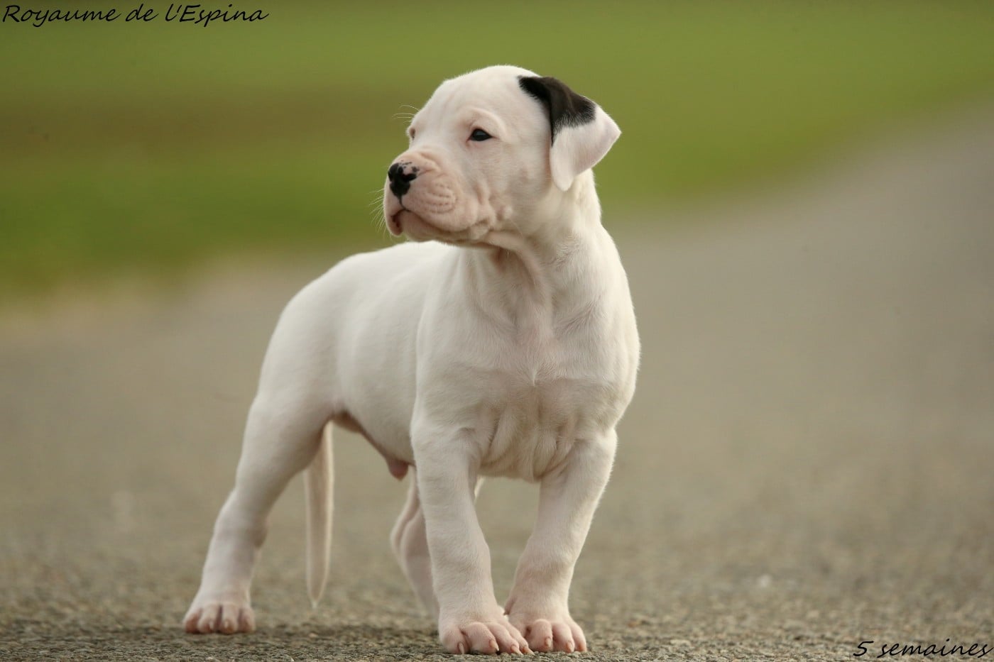 Ace du Royaume de l'Espina