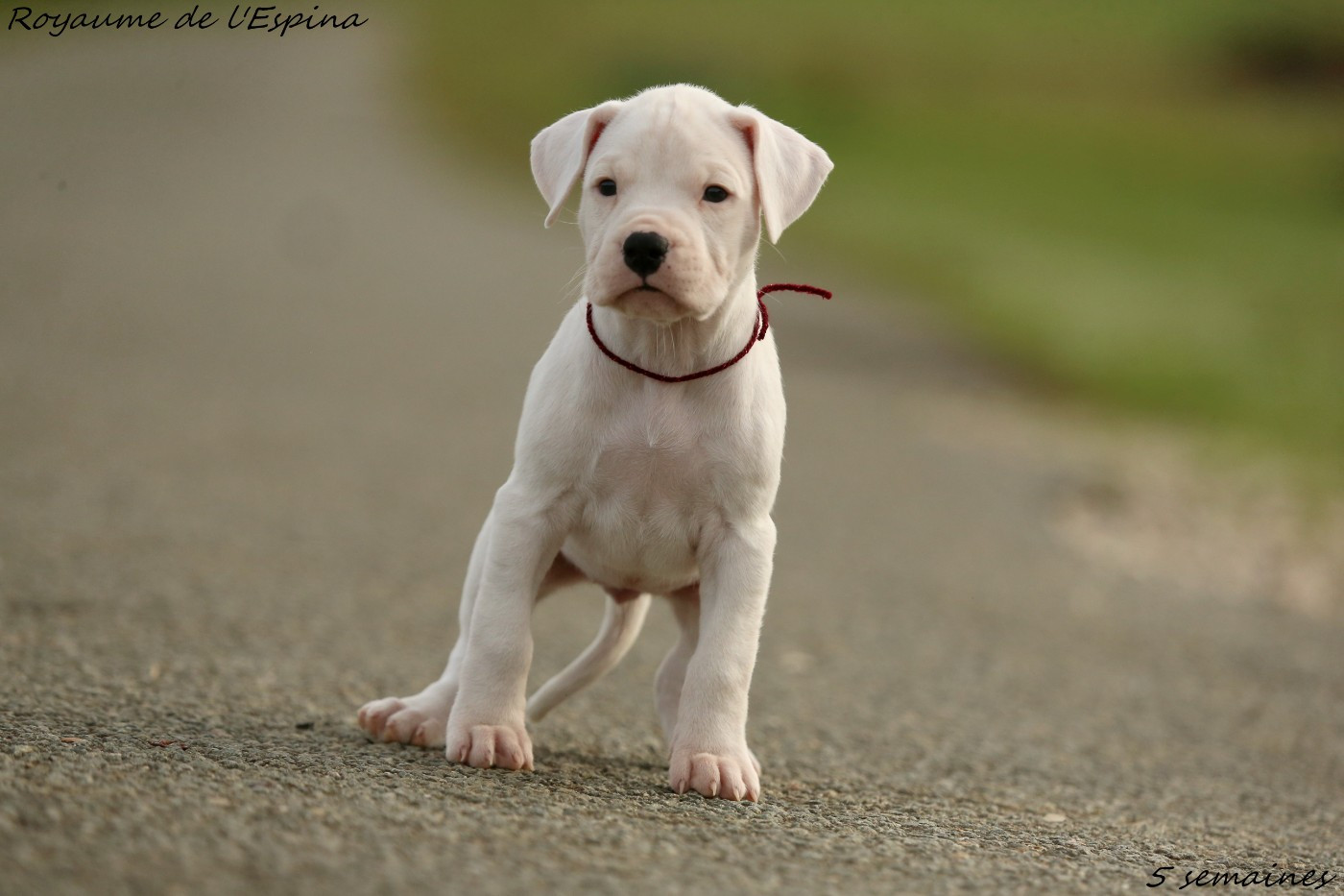 Athena du Royaume de l'Espina