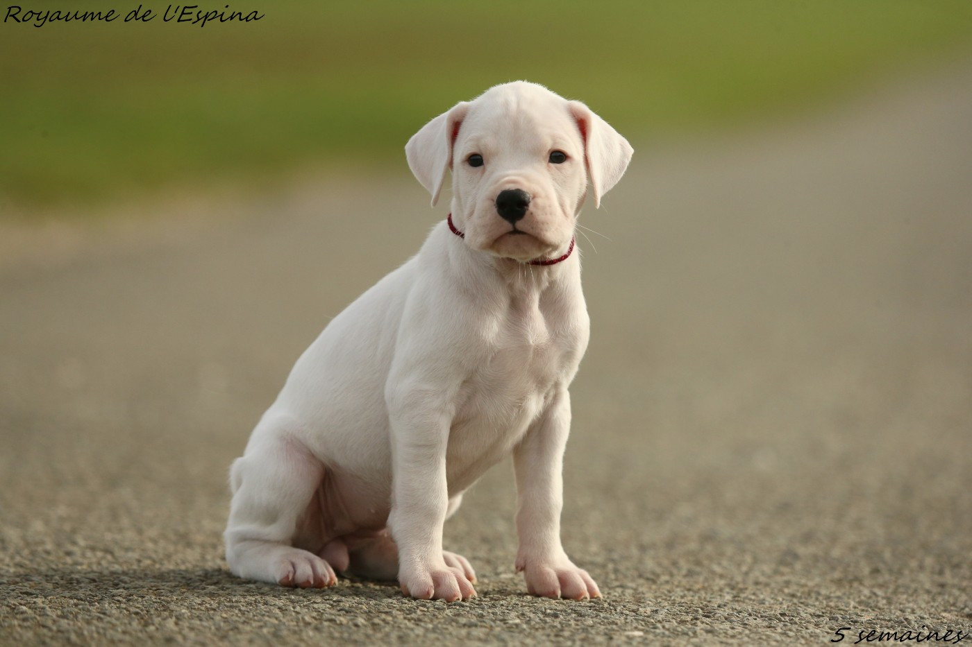 Athena du Royaume de l'Espina