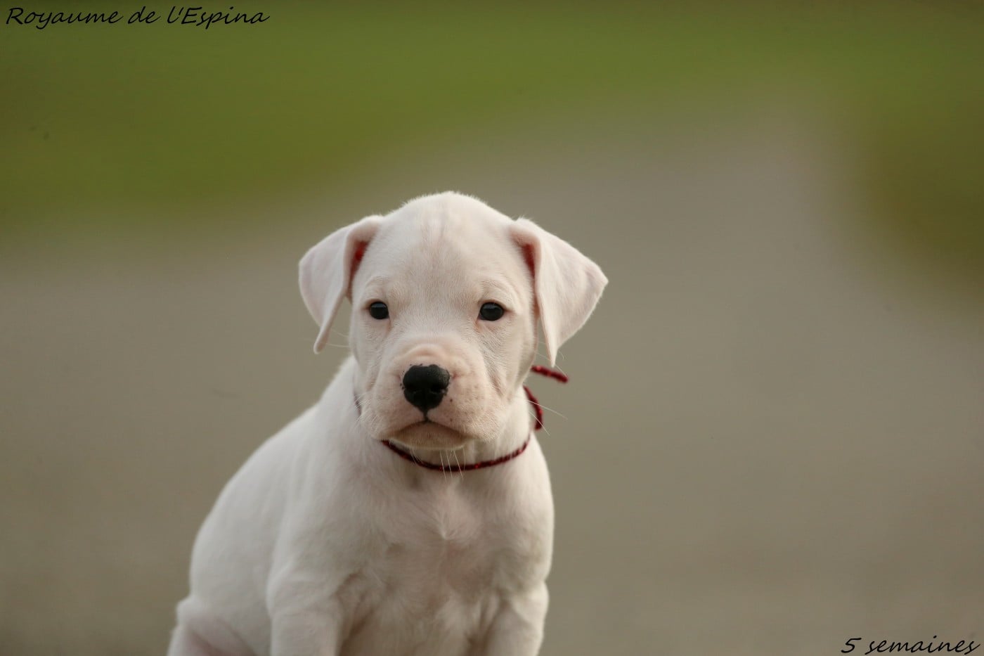 Athena du Royaume de l'Espina