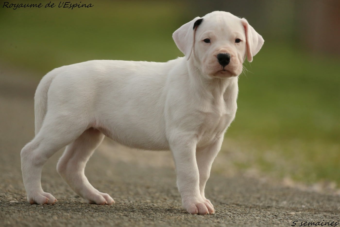 Aby du Royaume de l'Espina