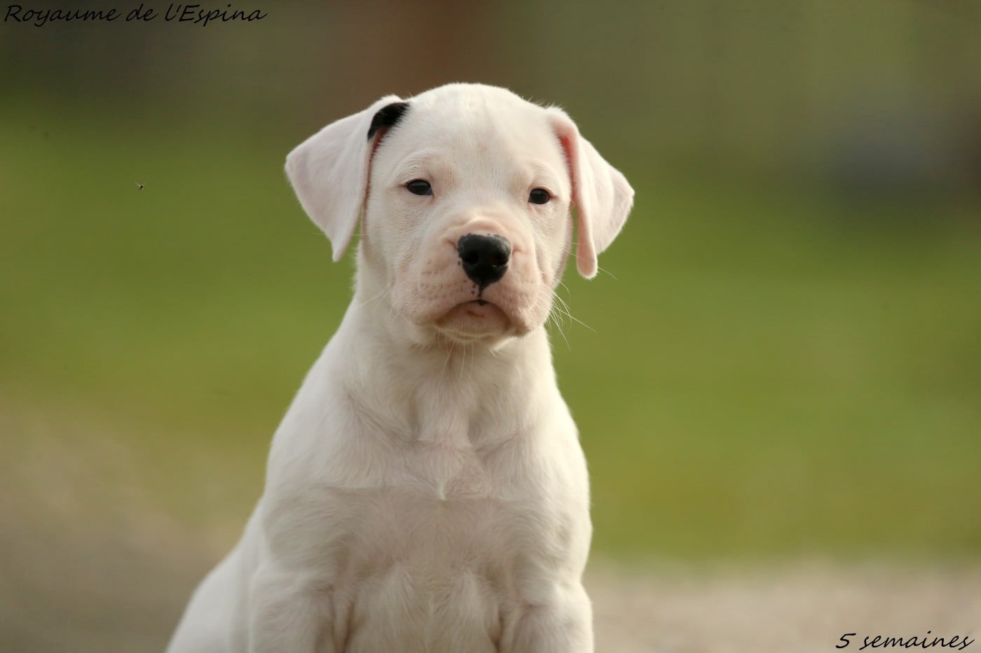 Aby du Royaume de l'Espina