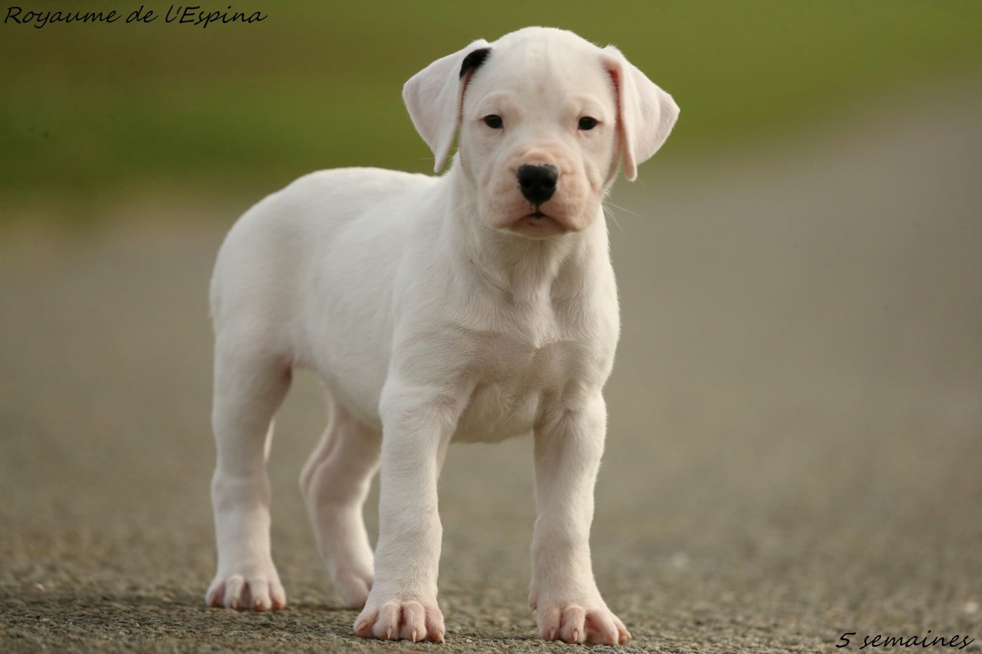 Aby du Royaume de l'Espina