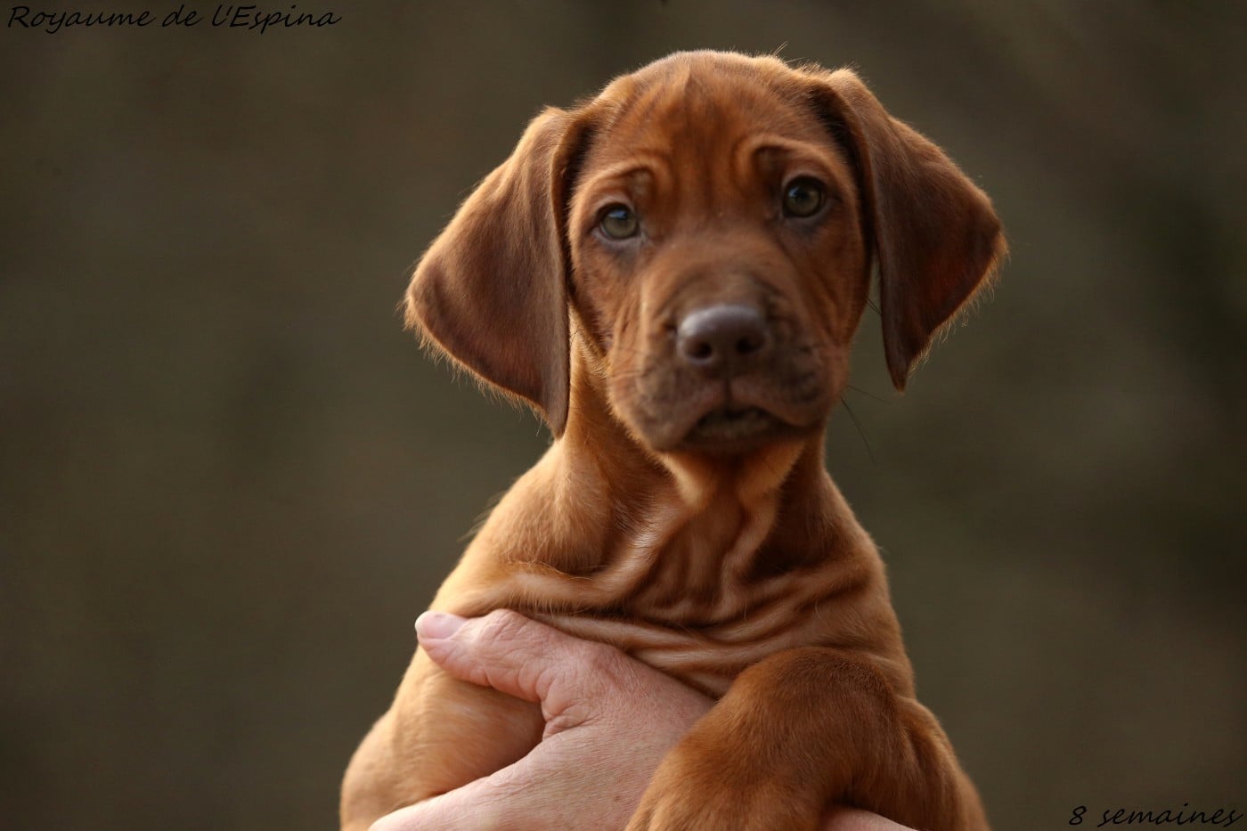 Aloha du Royaume de l'Espina