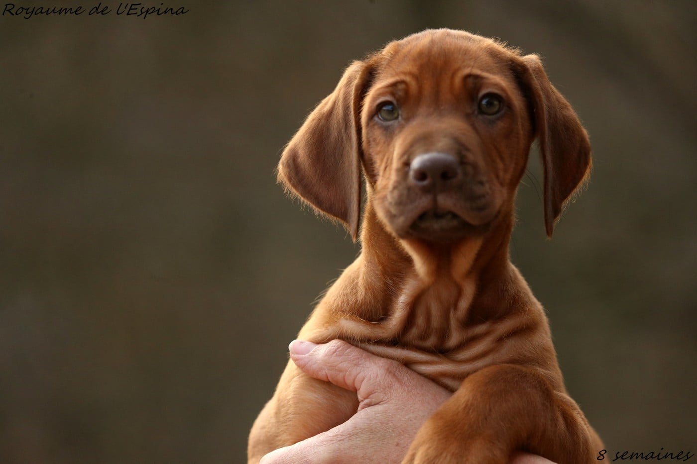 Aloha du Royaume de l'Espina